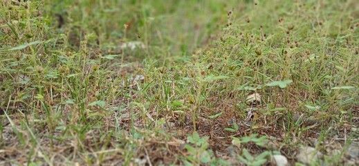 A patch of Mimosa pudica, or sensitive plant, growing low to the ground. A single, delicate pink flower is visible amidst the feathery green foliage, with dry grass and weeds surrounding it.