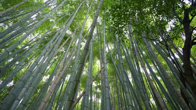 Low angle view of multiple tall, green bamboo trees at the Arashiyama Bamboo Forest with sun peaking through them in Kyoto, Japan