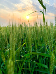 green wheat field at sunset