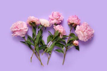 Beautiful pink peony flowers on lilac background