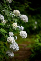鎌倉25613　安国論寺15　紫陽花