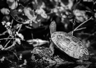 Turtle on fallen tree in Veleka river