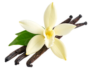 Vanilla flower and pods with leaves isolated on transparent png