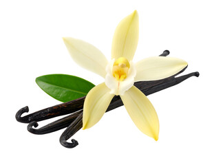 Vanilla flower and pods with leaves isolated on transparent png