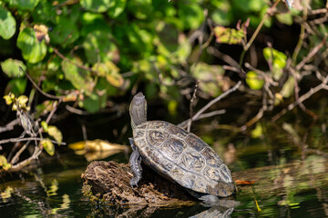 Turtle on fallen tree in Veleka river
