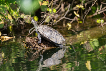 Turtle on fallen tree in Veleka river