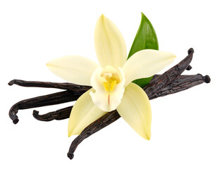 Vanilla flower and pods with leaves isolated on transparent png