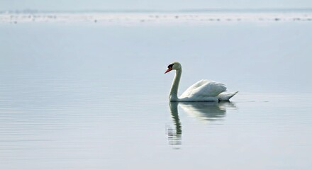 Fototapeta premium Elegant Swan Gliding Serene Lake Water Calm Reflections