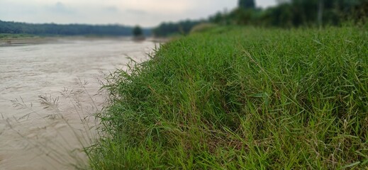 Lush green grass thrives along the murky bank of a wide river, with a blurred distant landscape...