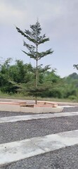 A slender, layered tree stands centered in a landscaped area with gravel and concrete, against a...