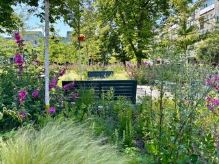Zazieleniony plac Nowy Targ we Wrocławiu © Grzegorz Polak