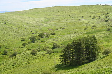 夏空と緑が広がる車山高原／長野県