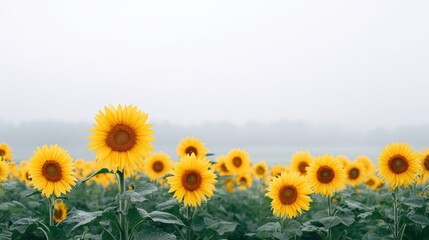 Obraz premium Vibrant sunflowers standing tall in a lush green field under a soft misty sky, showcasing nature's beauty and tranquility in a serene landscape