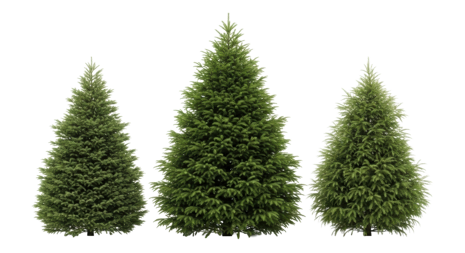 Three mature evergreen spruce trees, linear row, central larger, vibrant deep green, flanking lighter, ultra-photorealistic UHD, transparent seamless studio background, no shadows, concept of pristine