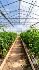 Greenhouse interior, tomato plants