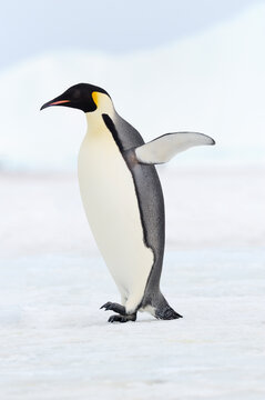 Emperor penguin standing on snow in Antarctica wildlife