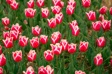 Pink tulips field in bloom on a flower bed pattern in bloom floral pattern