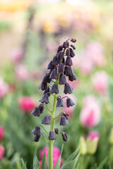 Black bells flower in bloom on a colourful blurry flower bed garden background