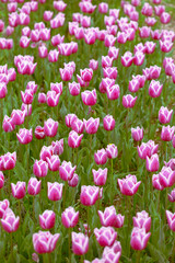 Pink tulips field in bloom on a flower bed pattern in bloom floral pattern