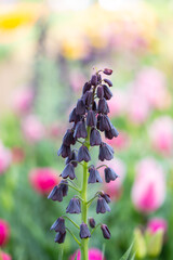 Black bells flower in bloom on a colourful blurry flower bed garden background