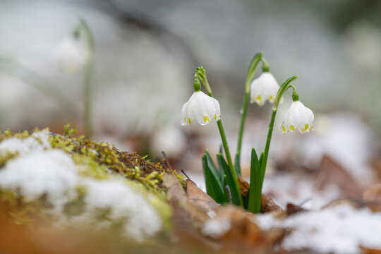Spring snowflake Leucojum vernum flower blooming in snow in Bavaria