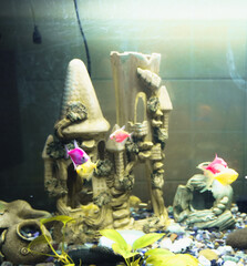 In an aquarium, several bright fish, specifically GloFish (glow-fish), swim near decorative castles...