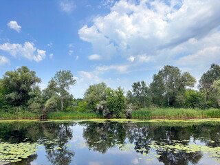An incredible view of islands of blooming lilies covering the water surface of the bays of the Dnieper floodplains against the backdrop of lush bushes of coastal sedge and reeds.
