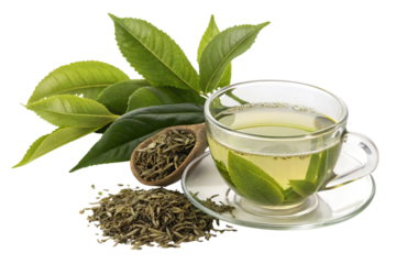 Fresh green tea leaves and brewed tea in a glass cup isolated on transparent background