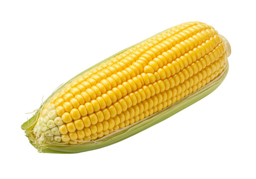 Fresh Yellow Corn on the Cob CloseUp Studio Shot on Transparent background