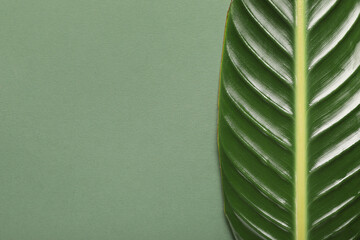 Green tropical leaf on color background