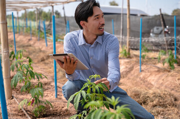 Japanese cannabis scientist man working with cannabis plants in local greenhouse for alternative...