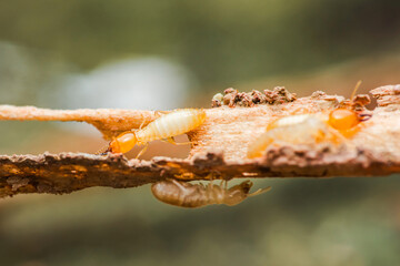 Termites are eating wood and building a tunnel