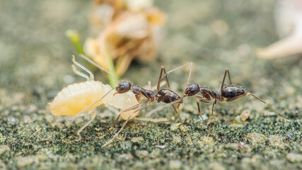 Black ants carrying termite on ground in natural habitat
