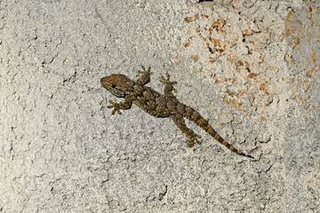 Mauergecko // Common wall gecko (Tarentola mauritanica) - Peloponnes, Griechenland