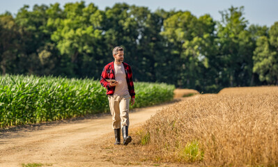 Fototapeta premium Hispanic farmer with tablet check harvest. Crop harvest. Farmer agronomist man with tablet in field. Technology of modern agriculture. Farmer man working on field with tablet. Sustainable agronomist