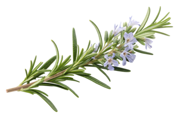 Fresh rosemary sprig with delicate white flowers isolated on transparent background