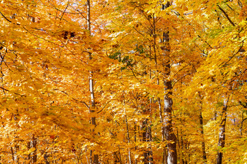 Fall leaves change color. Nature fall weather. Seasonal forest. Natural fallen leaves. Autumnal...