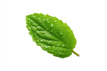 Fototapeta premium Single, vibrant green leaf with water droplets, isolated on white