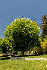 Tree on a hillside in Davis, California, taken on June 18, 2025