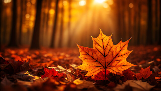 Golden autumn maple leaf backlit by sun rays in forest - Powered by Adobe