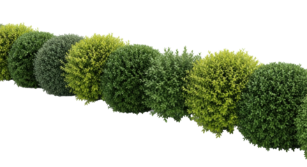 Long line of dense green shrubs and bushes, diverse textures and shades (emerald to lime), some manicured topiary, some wild, on immaculate white seamless background, diffused lighting, no shadows,