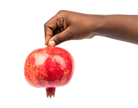Child's hand holding an Pomegranate Isolated on Transparent or White Background.