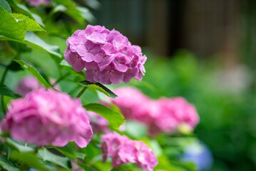 Fototapeta premium 鎌倉25613 妙法寺8 紫陽花
