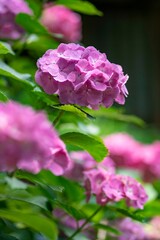 鎌倉25613　妙法寺7　紫陽花