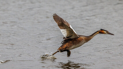 Great crested grebes fishing for crayfish in a pond