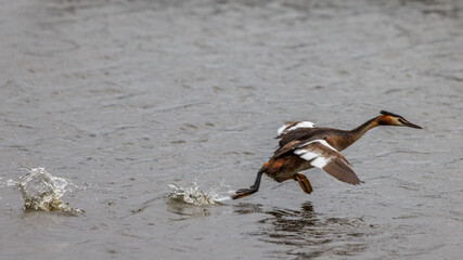 Great crested grebes fishing for crayfish in a pond