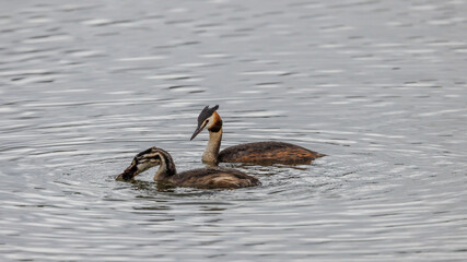 Great crested grebes fishing for crayfish in a pond
