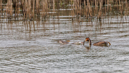 Great crested grebes fishing for crayfish in a pond