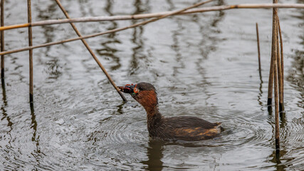 Little Grebe (Tachybaptus ruficollis) with a crayfish in its beak