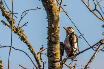 Portrait of a spotted woodpecker perched in a tree